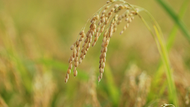 稻穗稻谷稻子丰收图片