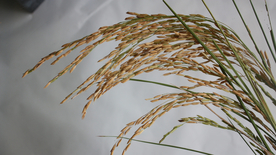 稻穗稻谷稻子丰收图片