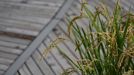 稻穗稻谷稻子丰收图片