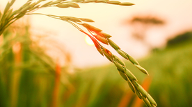 稻穗稻谷稻子丰收图片