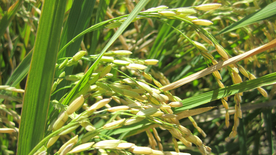 稻穗稻谷稻子丰收图片