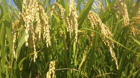 稻穗稻谷稻子丰收图片