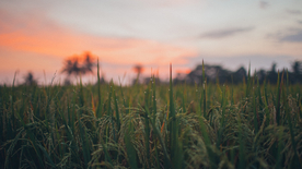 稻穗稻谷稻子丰收图片