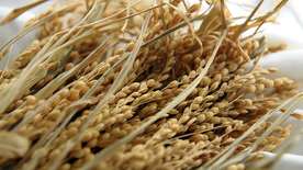 稻穗稻谷稻子丰收图片