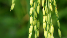 稻穗稻谷稻子丰收图片