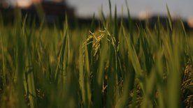 稻穗稻谷稻子丰收图片