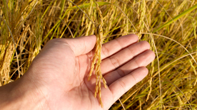 稻穗稻谷稻子丰收图片