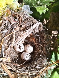 鸟巢鸟窝鸟蛋图片