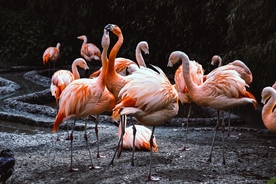 火烈鸟空山鸟语图片
