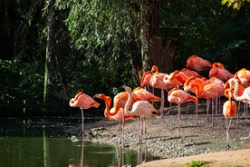 火烈鸟空山鸟语图片