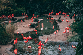 火烈鸟空山鸟语图片