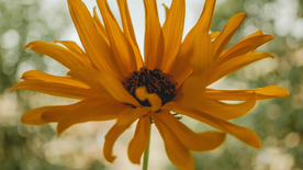 清新淡雅花卉图片