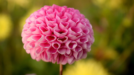 清新淡雅花卉图片