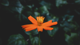 清新淡雅花卉图片