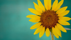 清新淡雅花卉图片