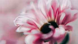 清新淡雅花卉图片