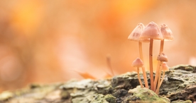 雨后蘑菇菌类图片