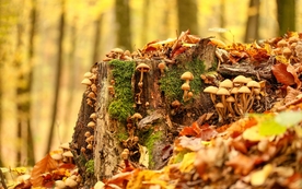 雨后蘑菇菌类图片
