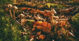 雨后蘑菇菌类图片