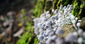 雨后蘑菇菌类图片