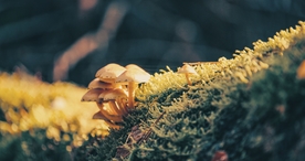 雨后蘑菇菌类图片