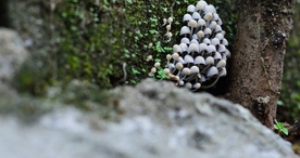 清新淡雅花卉图片