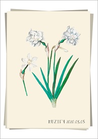 白水仙花 植物图鉴