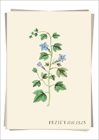 风铃草 植物图鉴