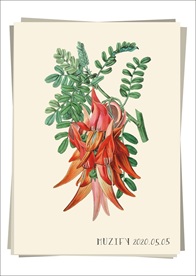 大花田菁 植物图鉴