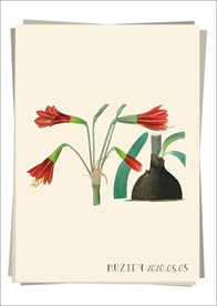 哈勃兰 植物图鉴