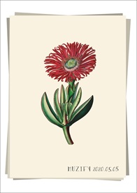 红万寿菊 植物图鉴