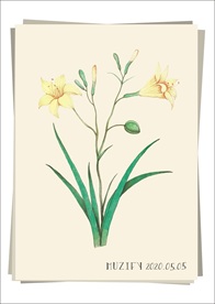 黄百合 植物图鉴