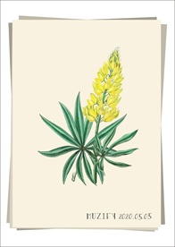 黄灌木羽扇豆 植物图鉴