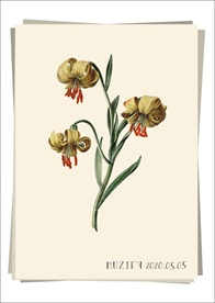 复古黄色百合 植物图鉴