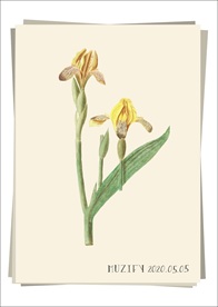 黄色鸢尾花 植物图鉴