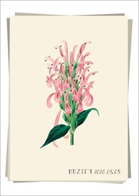 火烈鸟花 植物图鉴