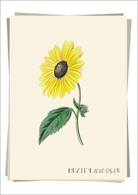 加州向日葵 植物图鉴