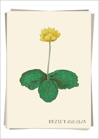 金莲花 植物图鉴