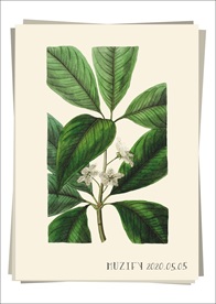 蓝果树花 植物图鉴