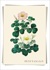 两色醡浆草 植物图鉴