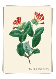 龙船花 植物图鉴