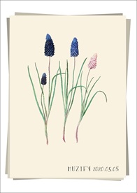 葡萄风信子 植物图鉴