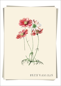 波斯菊 植物图鉴