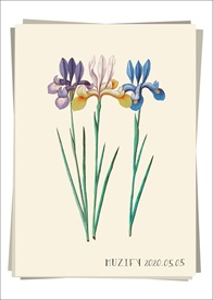 三色鸢尾花 植物图鉴