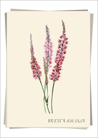 羽扇豆 植物图鉴