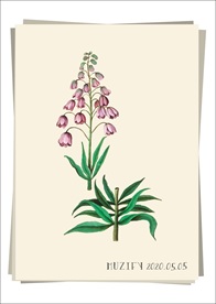 剑叶虾脊兰 植物图鉴