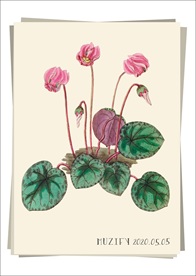 仙客来 植物图鉴