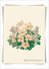 醡浆草 植物图鉴