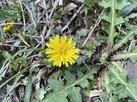 蒲公英花