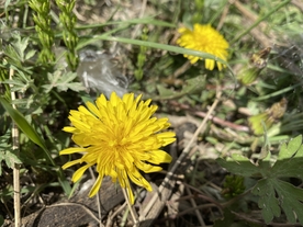 蒲公英花